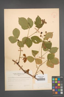 Rubus pedemontanus [KOR 22923]