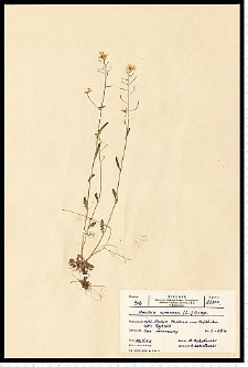 Cardaminopsis arenosa (L.) Hayek