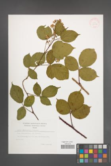 Rubus pedemontanus [KOR 35513]