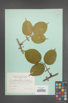 Rubus pedemontanus [KOR 23895]