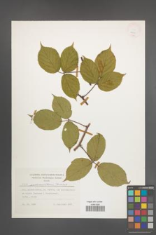 Rubus pedemontanus [KOR 24871]