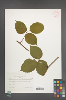 Rubus pedemontanus [KOR 30704]