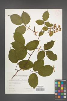 Rubus pedemontanus [KOR 24878]