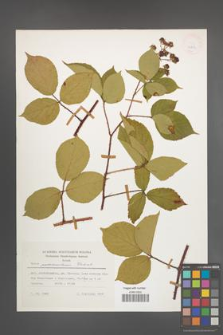 Rubus pedemontanus [KOR 24854]