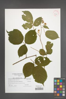 Rubus pedemontanus [KOR 42368]