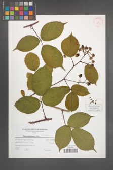 Rubus pedemontanus [KOR 38931]