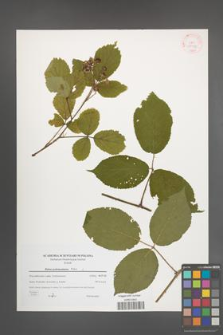 Rubus pedemontanus [KOR 38927]