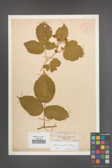 Rubus pedemontanus [KOR 18982]