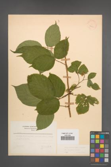 Rubus pedemontanus [KOR 22908]