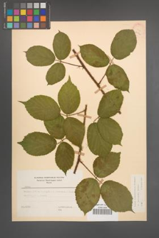 Rubus pedemontanus [KOR 22912]