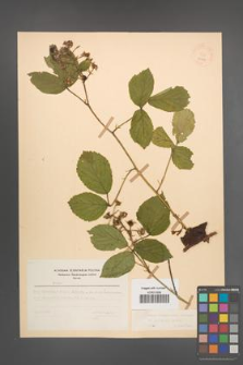 Rubus pedemontanus [KOR 22911]