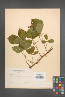 Rubus pedemontanus [KOR 22909]