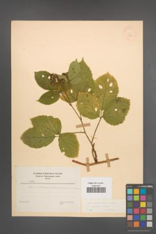 Rubus pedemontanus [KOR 22920]