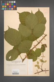 Rubus pedemontanus [KOR 22921]