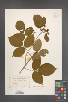 Rubus pedemontanus [KOR 40525]