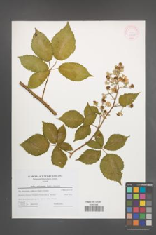 Rubus pericrispatus [KOR 44628]