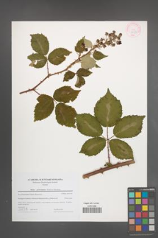Rubus pericrispatus [KOR 44630]