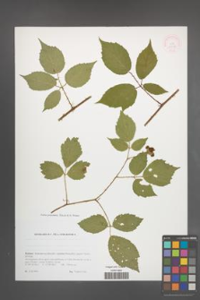 Rubus perpedatus [KOR 51775]