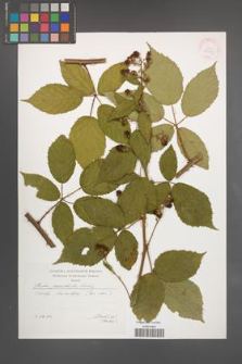 Rubus perrobustus [KOR 29565]