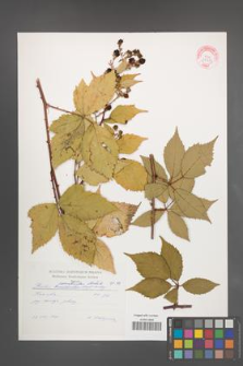 Rubus perrobustus [KOR 29252]
