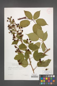 Rubus perrobustus [KOR 29575]