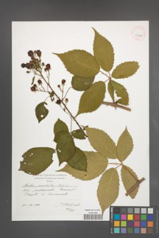 Rubus perrobustus [KOR 41305]