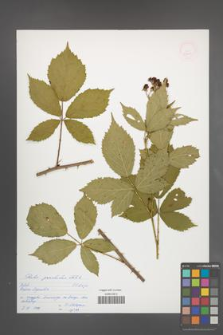 Rubus perrobustus [KOR 53247]