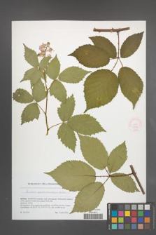 Rubus perrobustus [KOR 51788]