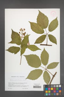 Rubus perrobustus [KOR 51787]