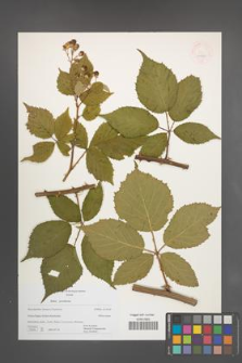 Rubus perrobustus [KOR 44480]