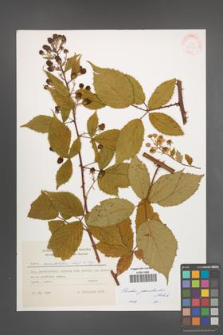 Rubus perrobustus [KOR 30748]