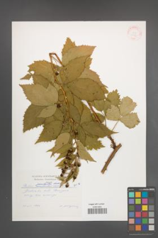 Rubus perrobustus [KOR 30743]