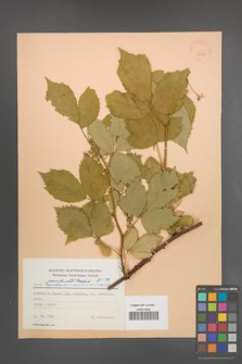 Rubus perrobustus [KOR 22985]