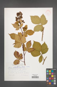 Rubus perrobustus [KOR 30747]