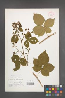 Rubus placidus [KOR 32320]