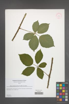 Rubus platyacanthus [KOR 51768]