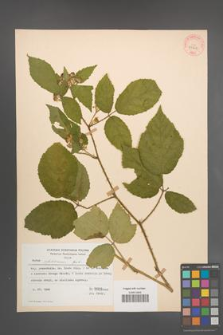 Rubus pfuhlianus [KOR 29609]