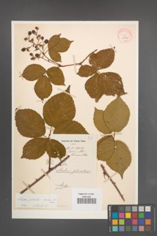 Rubus plicatus [KOR 10896]