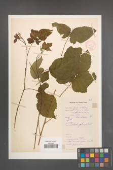 Rubus plicatus [KOR 11045]