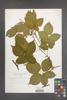 Rubus plicatus [KOR 30427]