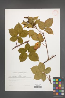 Rubus plicatus [KOR 30431]