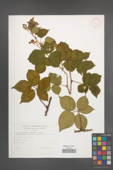Rubus plicatus [KOR 30574]