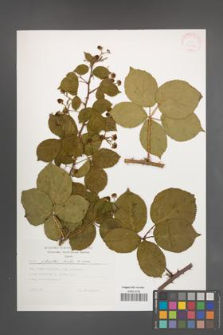 Rubus plicatus [KOR 30573]