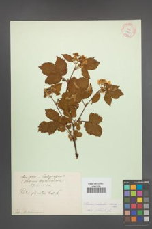 Rubus plicatus [KOR 10906]