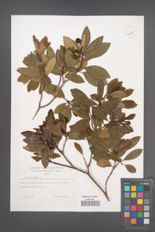 Arbutus unedo [KOR 39326]