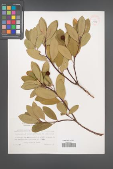 Arbutus unedo [KOR 39331]