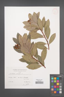 Arbutus unedo [KOR 53969]