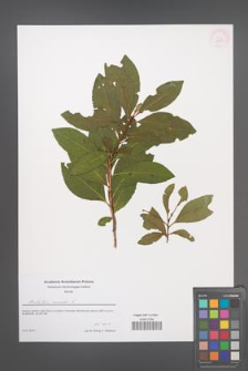 Arbutus unedo [KOR 53951]