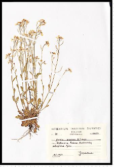Cardaminopsis arenosa (L.) Hayek