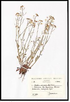 Cardaminopsis arenosa (L.) Hayek